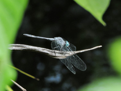 Micrathyria schumanni