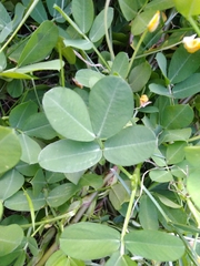 Arachis duranensis