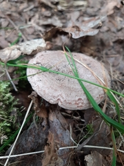 Lactarius trivialis