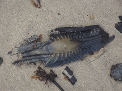 Callorhinchus capensis