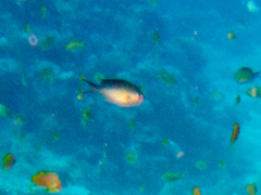 Chromis flavaxilla