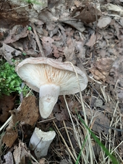 Lactarius trivialis