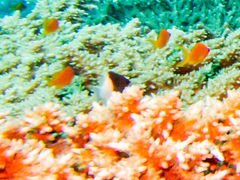 Pycnochromis dimidiatus