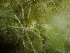 Ammothea hilgendorfi