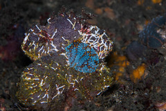 Botrylloides magnicoecus