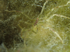 Ammothea hilgendorfi