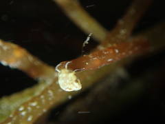 Tricolia pullus
