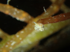 Tricolia pullus