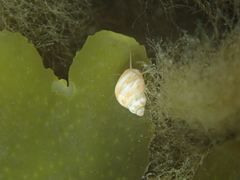Tricolia pullus