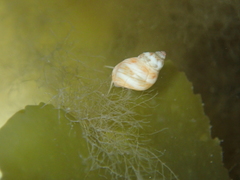 Tricolia pullus