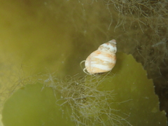 Tricolia pullus