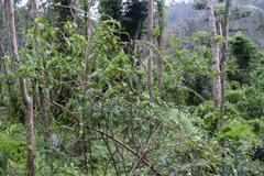 Gonzalagunia hirsuta