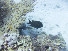 Pycnochromis dimidiatus