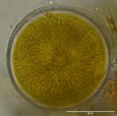 Coscinodiscophycidae