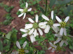 Aster scaber