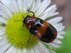 Physosmaragdina nigrifrons