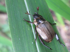 Exomala pallidipennis
