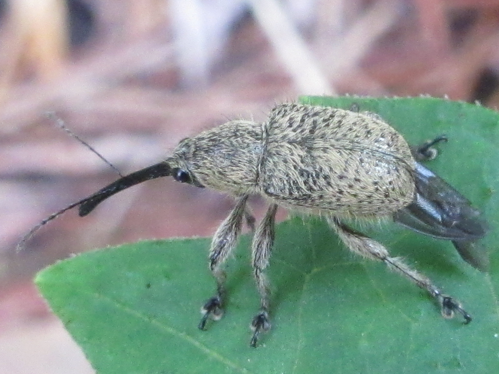 도토리거위벌레 from 대한민국 충청북도 괴산군 칠성면... iNaturalist 도토리거위벌레 (Cyllorhynchites ursulus)