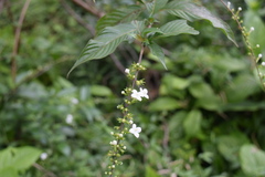 Gonzalagunia hirsuta