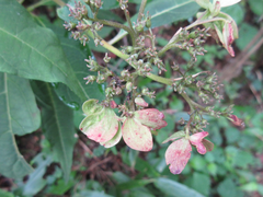 Hydrangea serrata