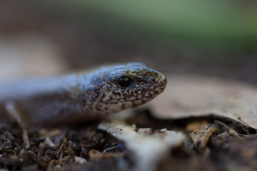 Two-toed Earless Skink
