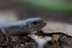 Two-Toed Earless Skink photo 2