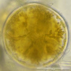 Coscinodiscophycidae