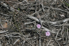 Lampranthus elegans