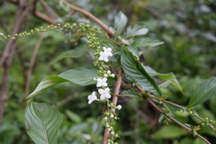 Gonzalagunia hirsuta