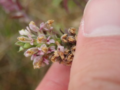 Odontites vulgaris