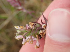 Odontites vulgaris