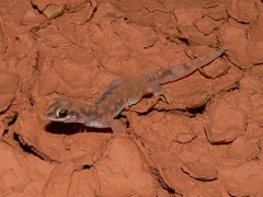 Rhynchoedura