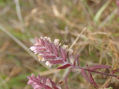 Odontites vulgaris
