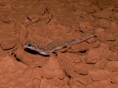 Rhynchoedura
