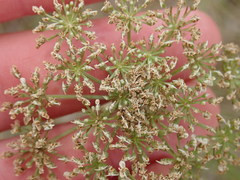 Selinum carvifolia