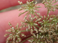 Selinum carvifolia