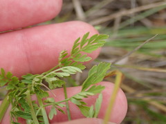 Selinum carvifolia