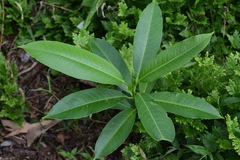 Sapium laurocerasus