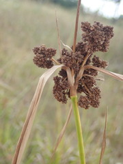 Scirpus georgianus