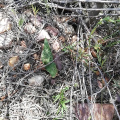 Ledebouria revoluta