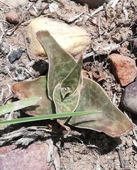 Ledebouria revoluta