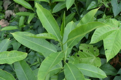 Sapium laurocerasus