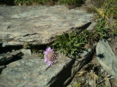 Scabiosa lacerifolia