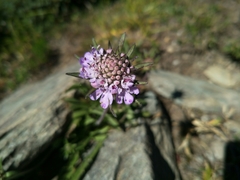Scabiosa lacerifolia