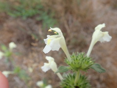 Galeopsis segetum