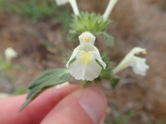Galeopsis segetum