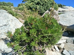 Artemisia morrisonensis