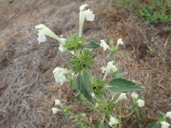 Galeopsis segetum