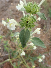 Galeopsis segetum