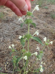 Galeopsis segetum